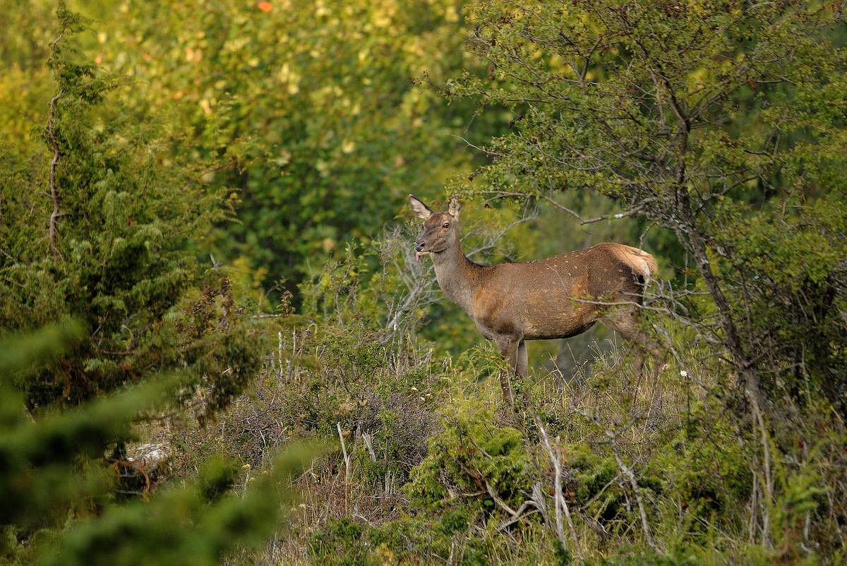 Sogno  (fotoracconto)